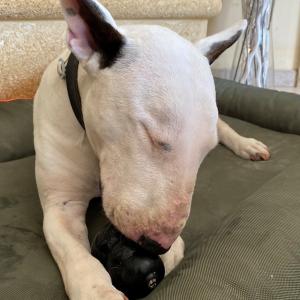recettes-de-glaces-pour-chiens--kong-