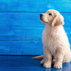 a-quel-age-acquerir-son-chiot