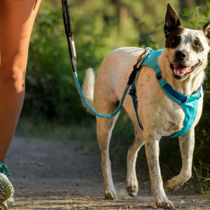 le-code-de-politesse-en-balade-canine