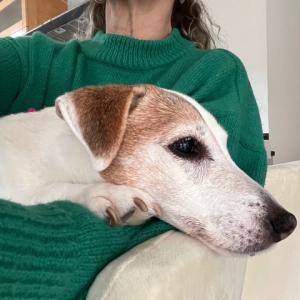 le-chien-senior