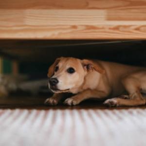 lrsquo;anxieacute;teacute;-chez-le-chien