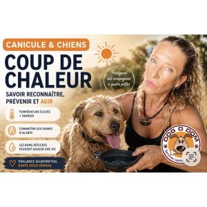 mon-chien-et-la-canicule