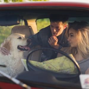le-transport-du-chien-en-voiture